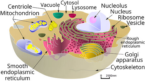 Cell Structure and Organelles of Animal and Plant Cells