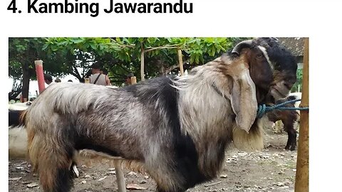 KAMBING JAWARANDU
