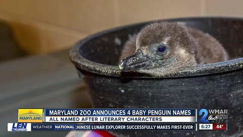Maryland Zoo penguin chicks get literary-themed names following public vote