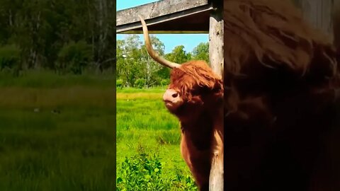 Really Funny Big Highland Cattle