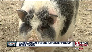 Animals Displaced by Floods