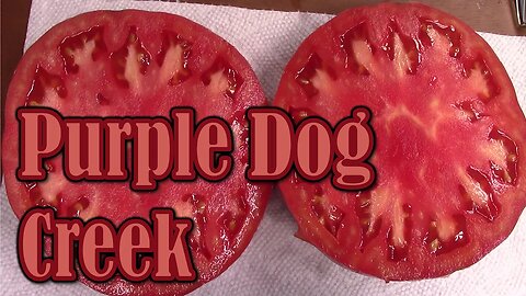 Tomato Review: Purple Dog Creek