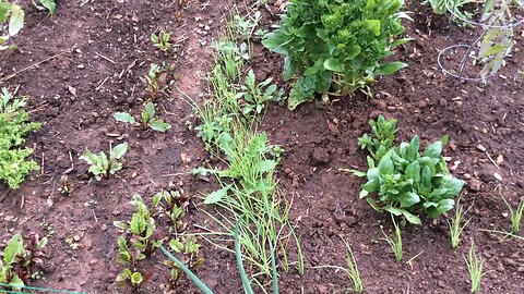 Wild Urban Gardens 2022 - White onions, and fixing bad seeding.