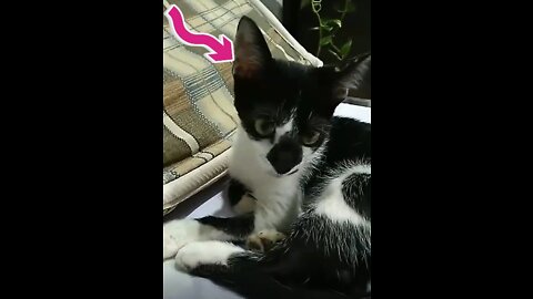 Cuttest Kitten Video