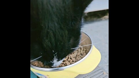 A cat that loves to eat