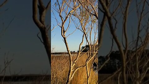 Skipper Bay Sunset with branches Time Lapse #shorts