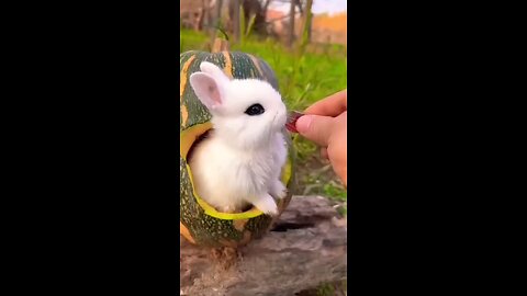 Cute Little Rabbit Eating 🐰
