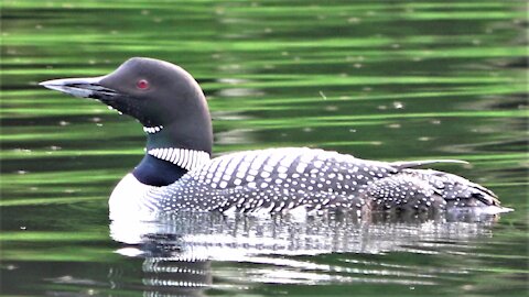 Loon and heron enjoy the serenity of remote Canadian cottage lake