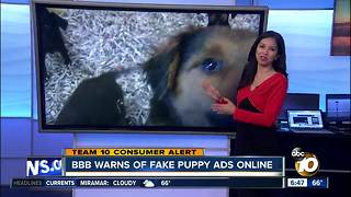 BBB warns of fake puppy ads online