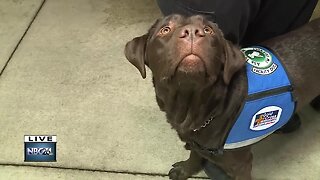 Meet Patton the Gold Cross Ambulance Pooch!