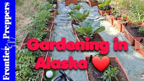 Gardening in Alaska ❤