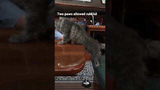 Cat training on point 고양이 훈련