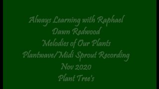 Always Learning with Raphael Dawn Redwood