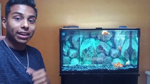 De vuelta con el acuario de Goldfish de 320 litros / mi pez sufre de vejiga natatoria-4