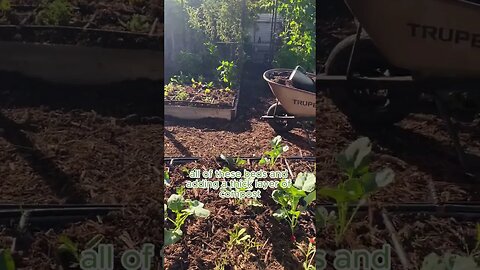Add Compost to Feed Your Soil #compost #organicgarden