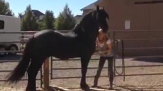Happy Horse Greets His Owner With An Exciting Gallop