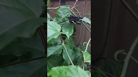 Caterpillars On Passionfruit Vines #shorts 🐛