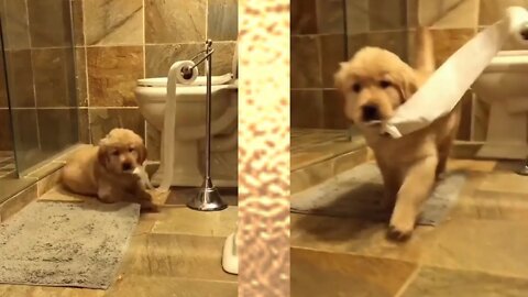 Puppy using washroom toilet paper