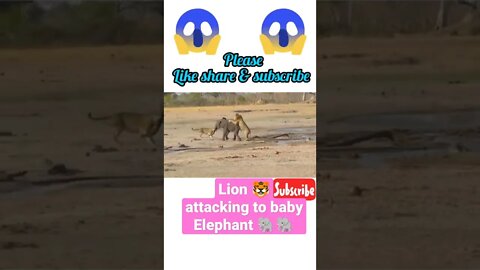 Lion attacking to baby Elephant 🐘#shorts #youtubeshorts