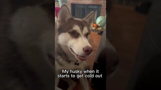 My husky when its cold outside…#dog #pets #funnydogs #funnyanimals #shorts #puppy