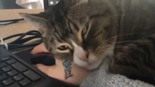 Cat takes nap on laptop while owner tries to work from home