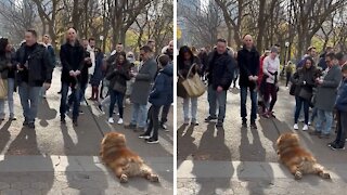 Stubborn pup completely gives up on walk