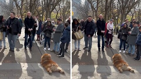 Stubborn pup completely gives up on walk