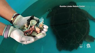 Turtle passes 100 pieces of plastic while recovering from surgery