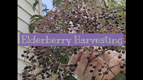 Elderberry! Harvesting the goodness.