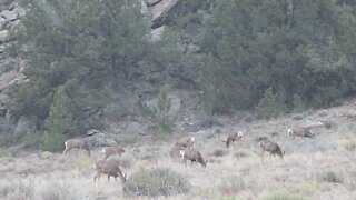 60 Seconds in Nature: Deer Grazing Next To Camp