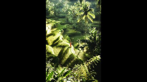 Tropical Rainforest Rain Thunder Relaxing Nature Sound for Sleep or Studying White Noise 5 Hours