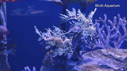 Seadragon breeding, conservation efforts highlighted in new Birch Aquarium exhibit