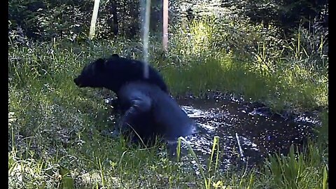 Bear Bath, May 28 - June 18