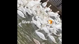 Bread 🍞