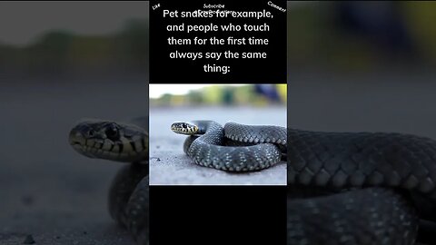 Many people think that reptiles are slimy #reptiles #snakes #shorts