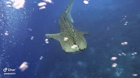 Here comes the whale shark