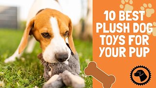 10 Best Plush Dog Toys For Your Pup | DOG PRODUCTS 🐶 #BrooklynsCorner