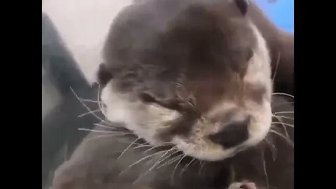 Cute Funny Sea Otter-61