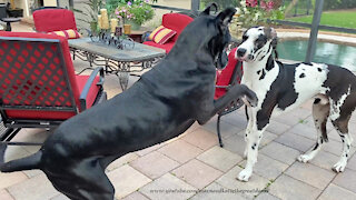 Pouncing Great Dane pesters her brother to play