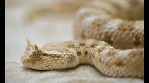 Two-Horned Snake Close-Up