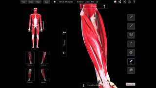 The Superficial Muscles Of The Anterior Compartment Of The Forearm