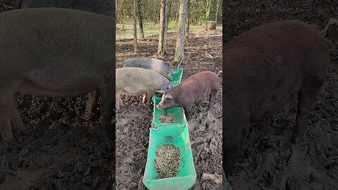 Pigs Loving their Breakfast @UncleTimsFarm #kärnəvór #carnivore #shorts #pigtalk