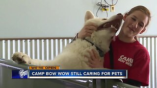 Camp Bow Wow open to take care of essential workers dogs