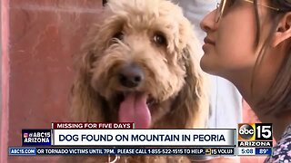 Peoria firefighters save dog stuck on mountain