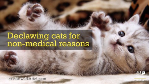 Here's Why You Should Never Declaw Your Cat