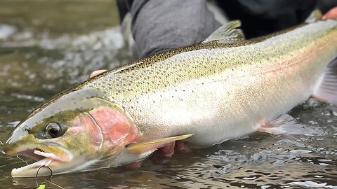 Steelhead Fishing On Two Rafts & One River. | Addicted Life Ep. #7