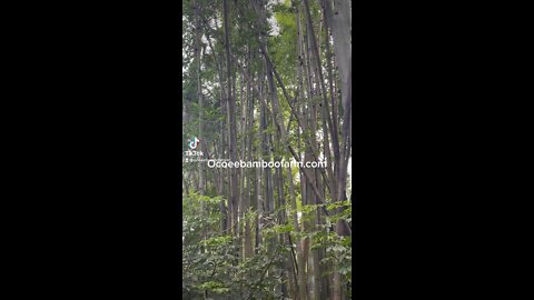 Bamboo Nursery Florida Ocoee Bamboo Farm 407-777-4807