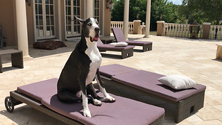 Great Dane Enjoys Sunbathing On Her Lounger