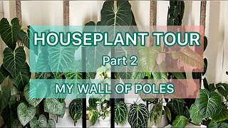 Houseplant Tour Part 2 - My Wall of Poles - Velvet Philodendron