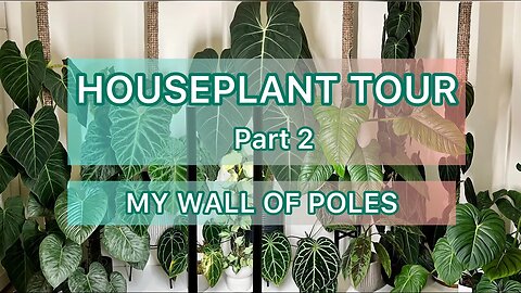 Houseplant Tour Part 2 - My Wall of Poles - Velvet Philodendron